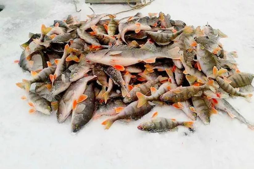 Улов на льду. Зимний улов рыбы. Зимняя рыбалка улов. Куча рыбы на льду. Улов окуней