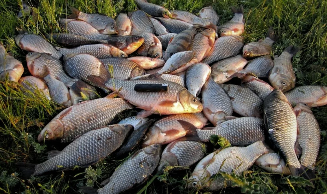 Фото пойманной рыбы на траве