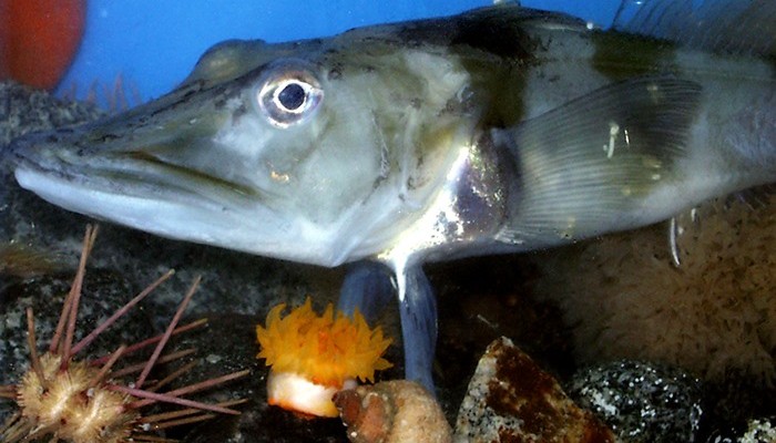 Рыба с легким креветочным привкусом - Ледяная рыба