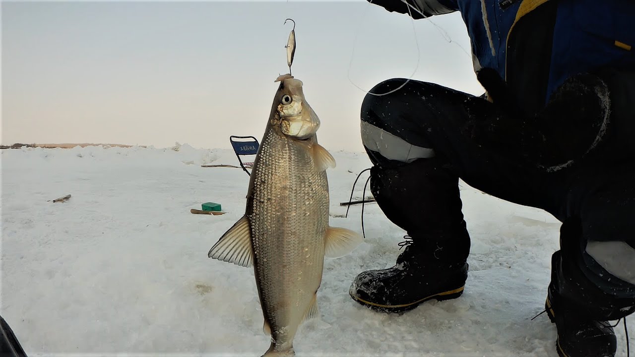 Зимняя ловля Сига