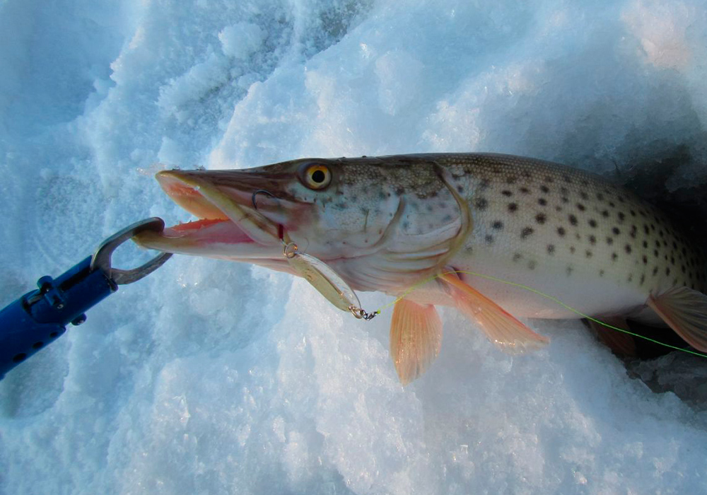 Зимняя рыбалка на щуку
