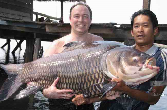 Экзотические виды рыбалки в Таиланде