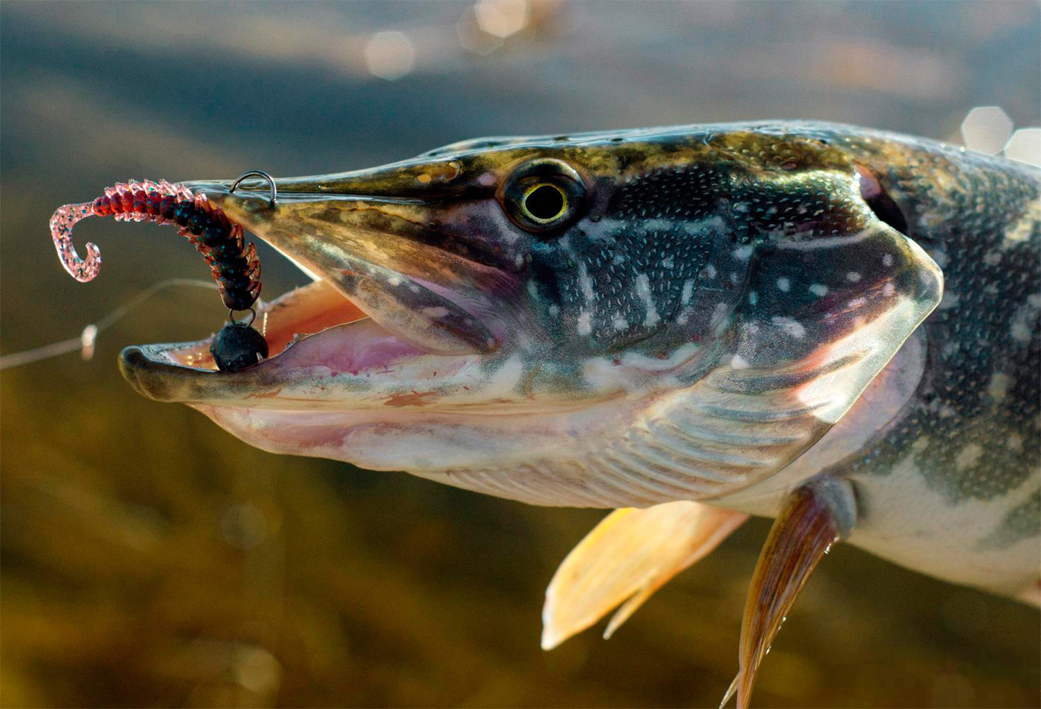 Как поймать самую желанную рыбу - щуку