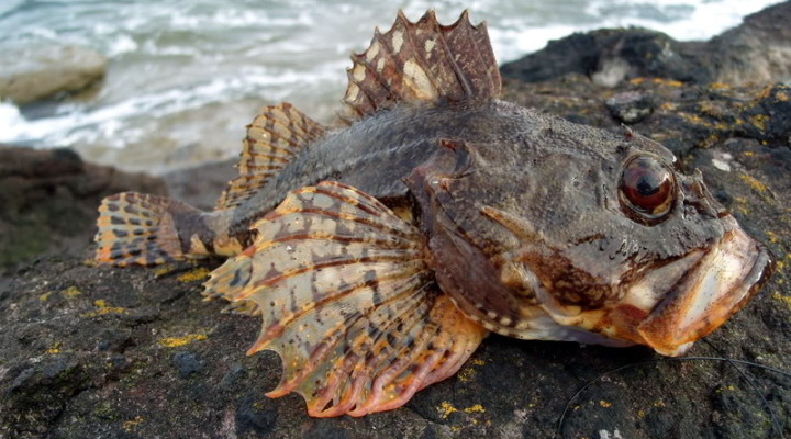 Море, солнце и скорпена. Ловим скорпену в Черном море