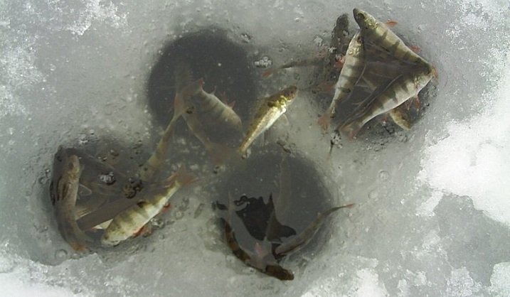 Делаем зимние ловушки для рыбы