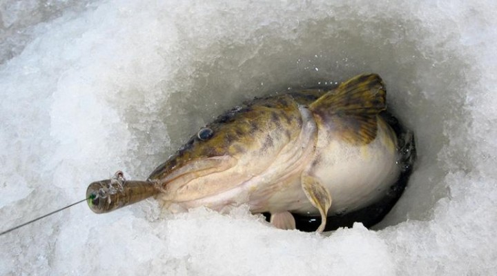 Зимняя ловля налима на джиг-мормышку