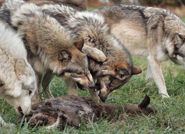Организация облавы на волков в окладе