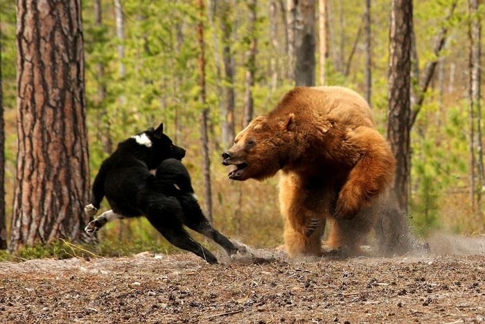 Охота на медведя с лайками