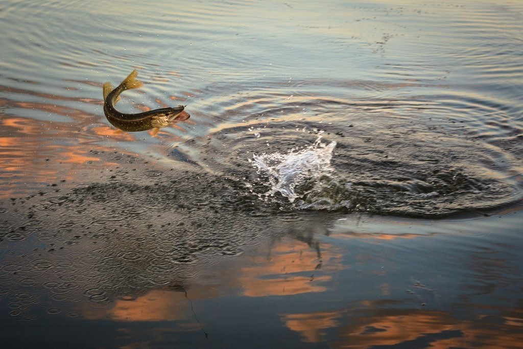 Рыбные тайны реки Воньги