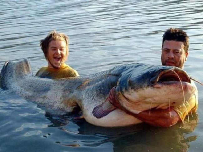 Два рыболова из Италии выловили сома, вес которого 128 кг