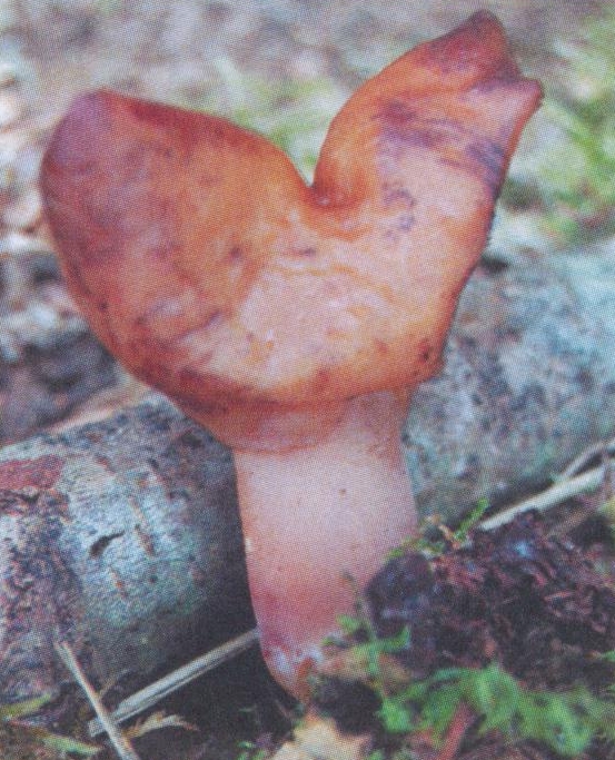 Редкий гриб - Лопастник осенний