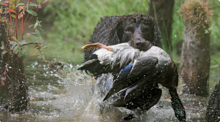 Бойкин-спаниаль собака для охоты из Южной Каролины