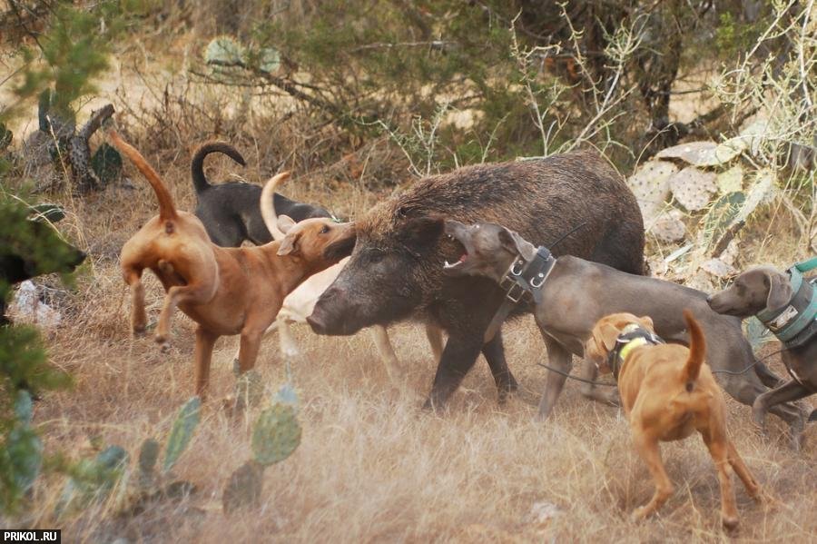 Охота с бойцовыми собаками на кабана